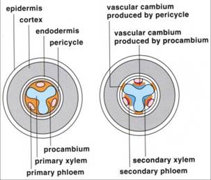 ROOTS: Organization, Anatomy & Anatomy